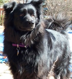 Jetta in the Backyard