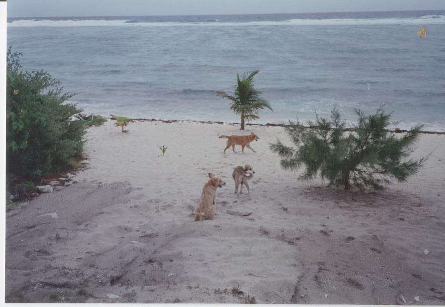 1995 Grand Cayman